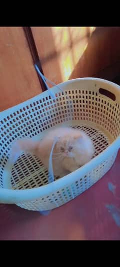 Persian Male Kitten