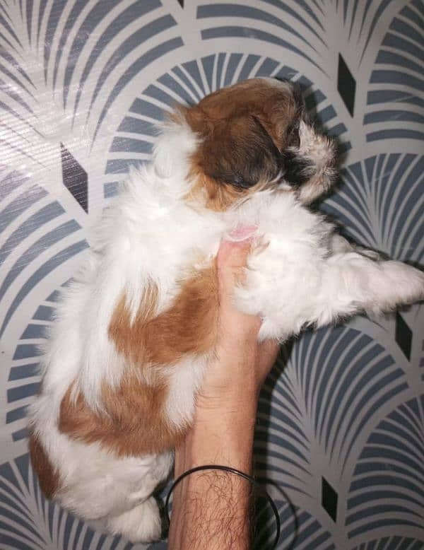 Shitzu nip nose puppies pair 1