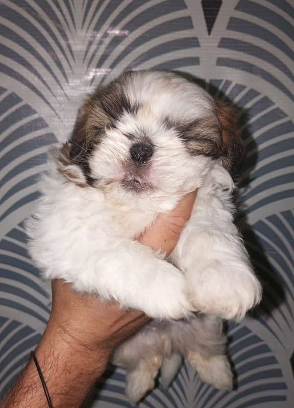 Shitzu nip nose puppies pair 2
