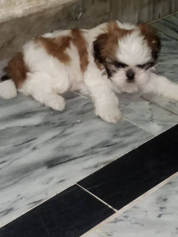 Shitzu nip nose puppies pair 3