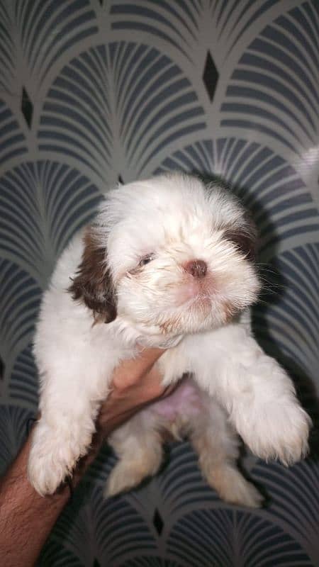 Shitzu nip nose puppies pair 4