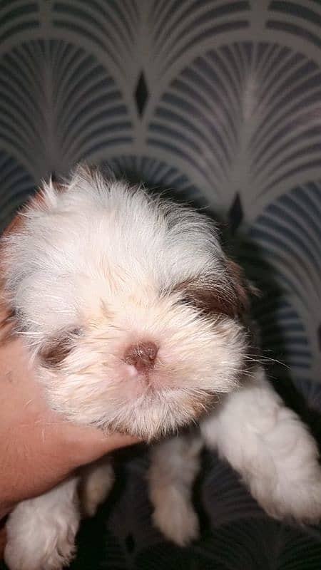 Shitzu nip nose puppies pair 5