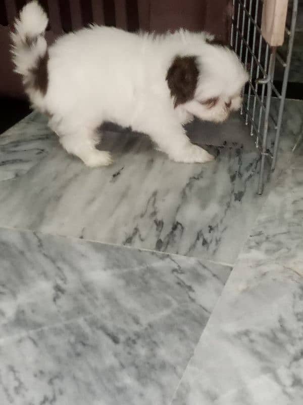 Shitzu nip nose puppies pair 7
