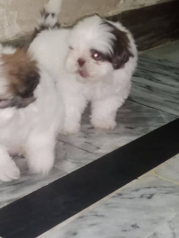 Shitzu nip nose puppies pair 8