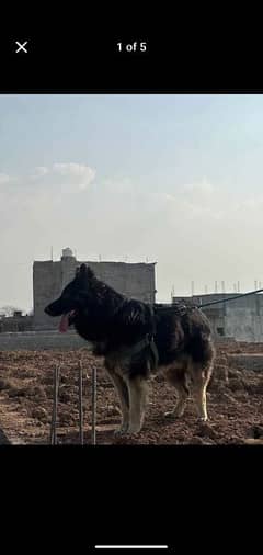 German