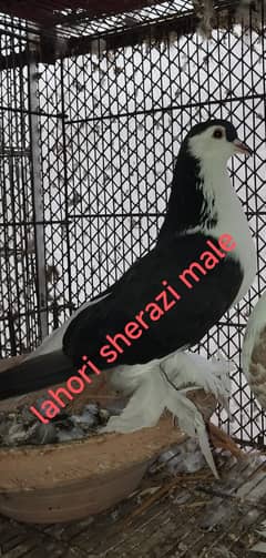 Lahori