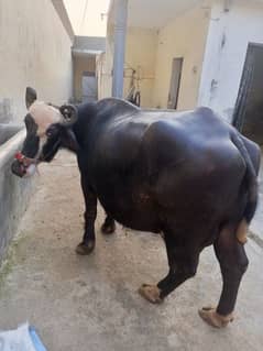 qurbani