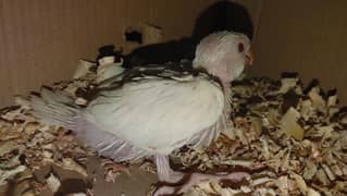 White & Blue ringneck chicks