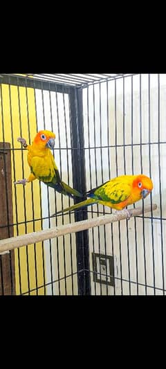 Sun Conure