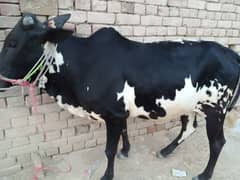 qurbani k liy Desi vera