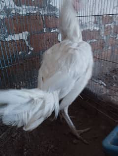white heera A plus quality patha