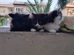 Persian Tuxedo double coated kittens