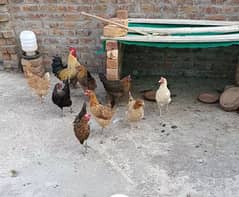 9 Female hens with 1 Male. 0335-0999900