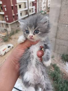 top line breed male female kittens