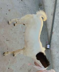 Bakra