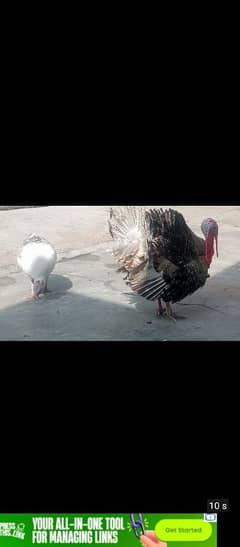 turkey bird breeders pair for sale