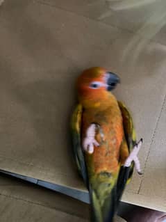 sun conure