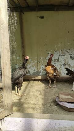 Muski Sindhi Maadi.
