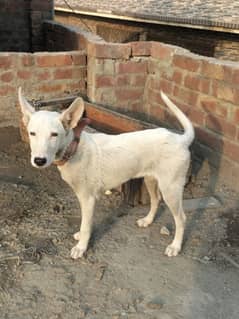 GULTAIR DOG