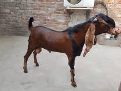 Nagara bareed bakra
