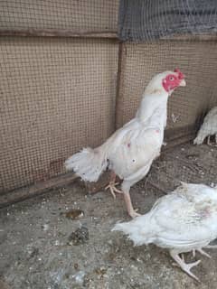 Heera Jora