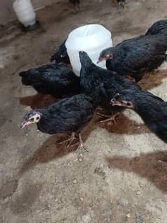 Australorp, 3 month age