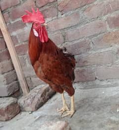 Aseel Black Murga | Active murga | White Hera hen | black assel hen