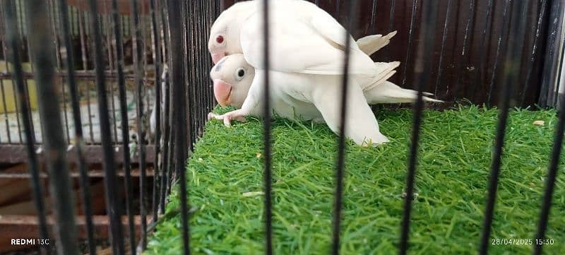 Albino /Love birds /opline/breeder pairs /Parrot for sale 2