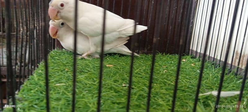 Albino /Love birds /opline/breeder pairs /Parrot for sale 3