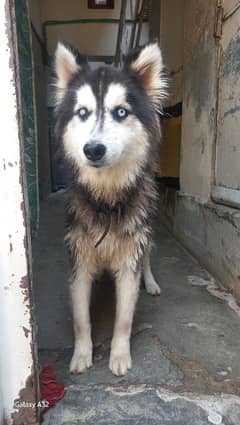 Siberian husky 13 month age