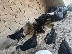 Australorp, 3 month old