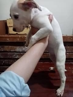 Pitbull puppy ( gameline. . . . . X. . . showline) apbt puppy