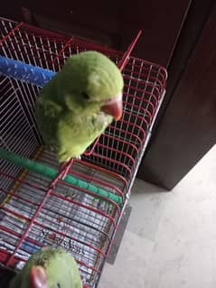 green ringneck self chicks