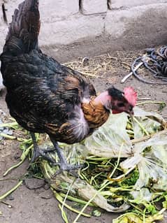 Egg wali desi hens 1 cock