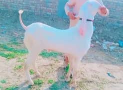 Rajan puri qurbani ke liye Bakra for sale. 03378344583