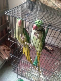 100 % Breeder Pair Raw