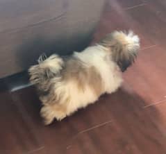 Shitzu Male puppy