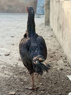 Aseel Thai Hen bloodline