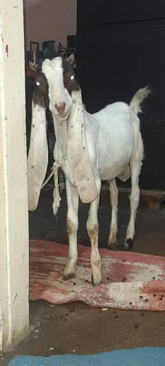 kamora bakra Whatsapp 03132800991