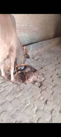 cow