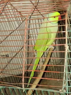 parrot ha Gani ban Rahi ha gar ka .