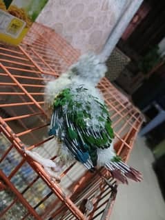 pineapple conure chick