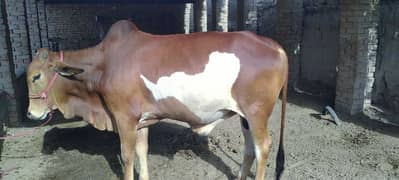 qurbani bull
