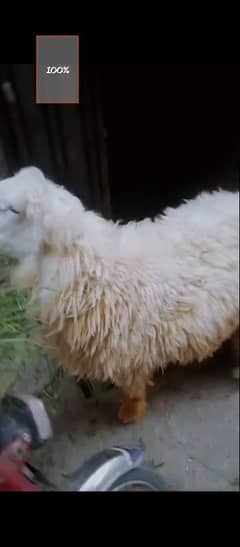 Mundra Sheep