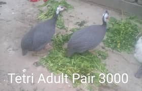 teetri adult Pair for sale in Gujranwala cargo available in punjab