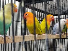 Rehoming