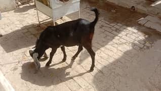 bakra donda hai male hai