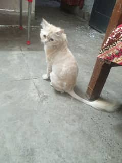 female pregnant cat