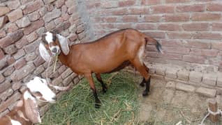 bakri