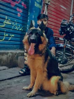 long cot german shepherd female for sale